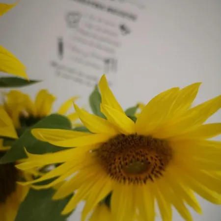 Senores Curas Conil De La Frontera