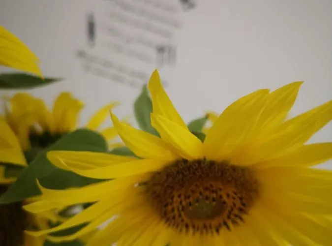 Senores Curas 科尼尔-德拉弗龙特拉